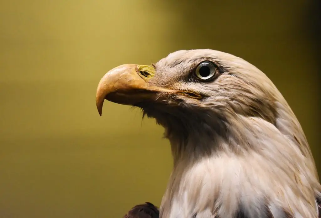 america, american, animal-3792889.jpg