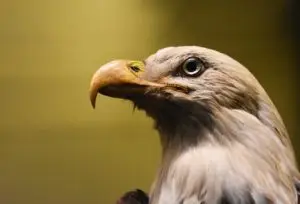 america, american, animal-3792889.jpg